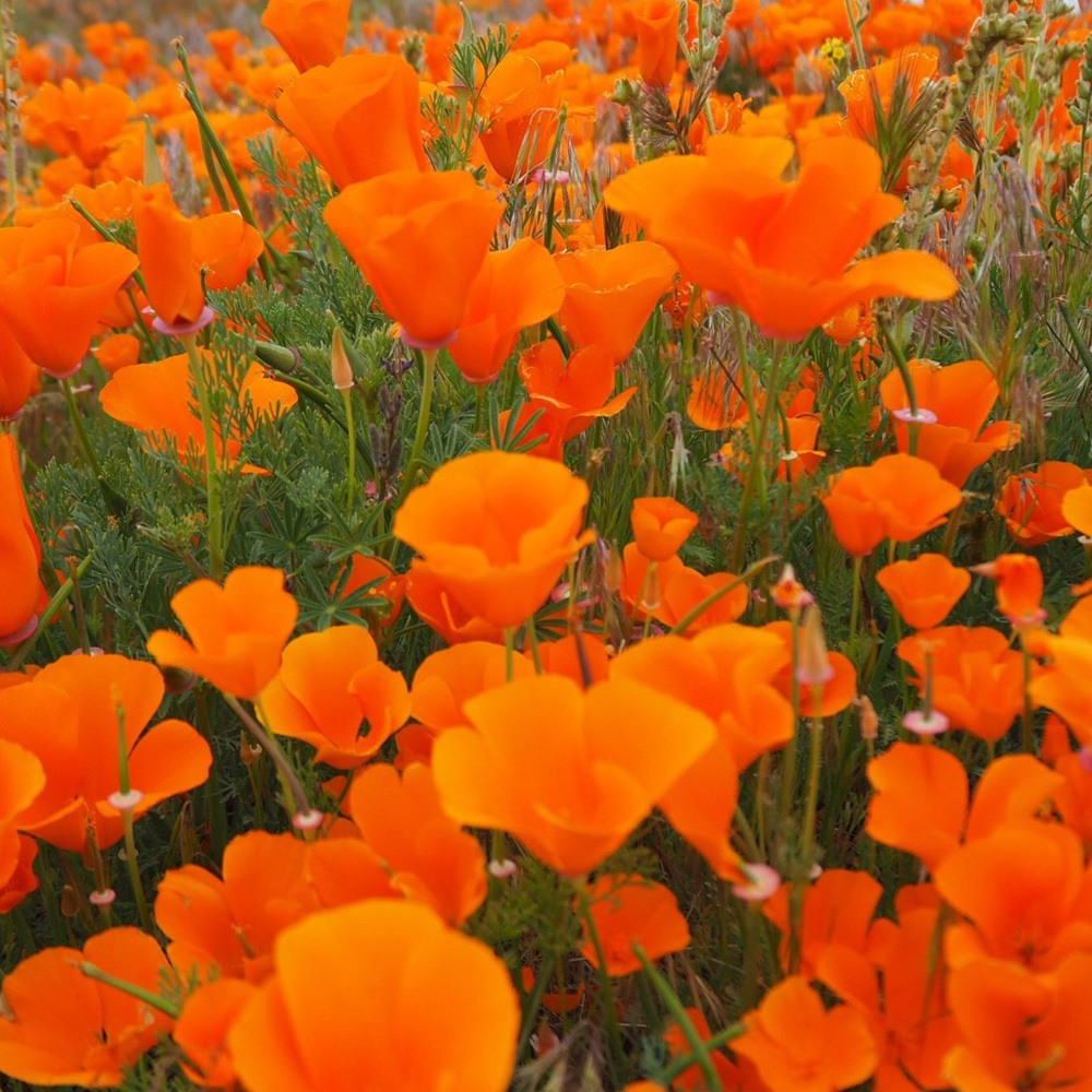 Meet your Posher, Dawn